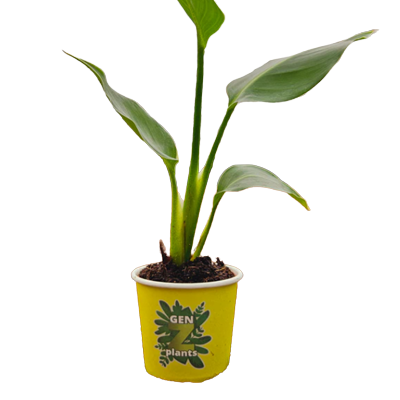 2" Bird of Paradise White 